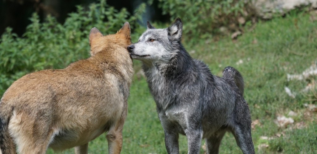 Hybridization in Dogs
