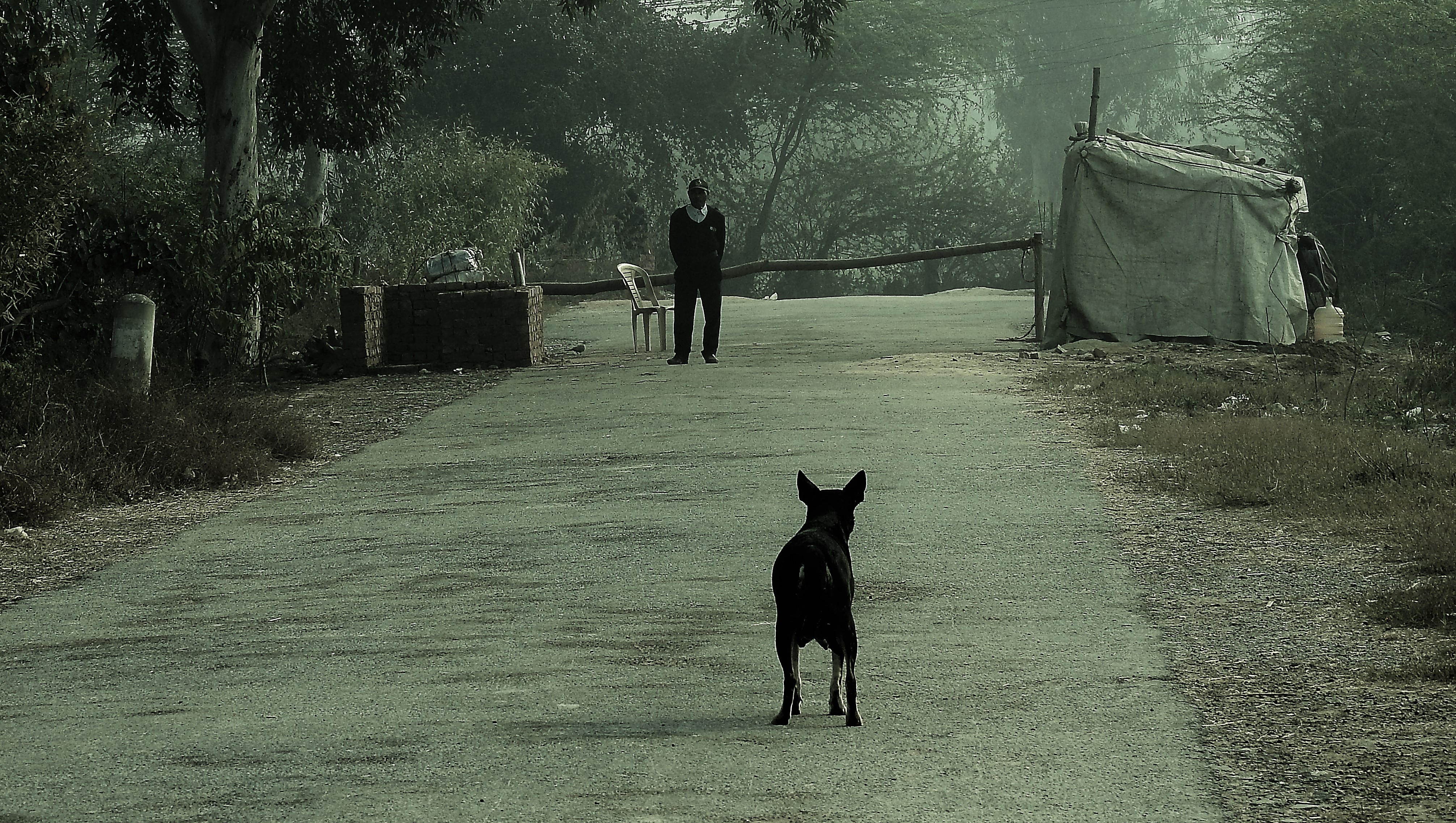 Human Beings Best Friend Can Be Wild Too: Observing Dogs in a Wetland Park