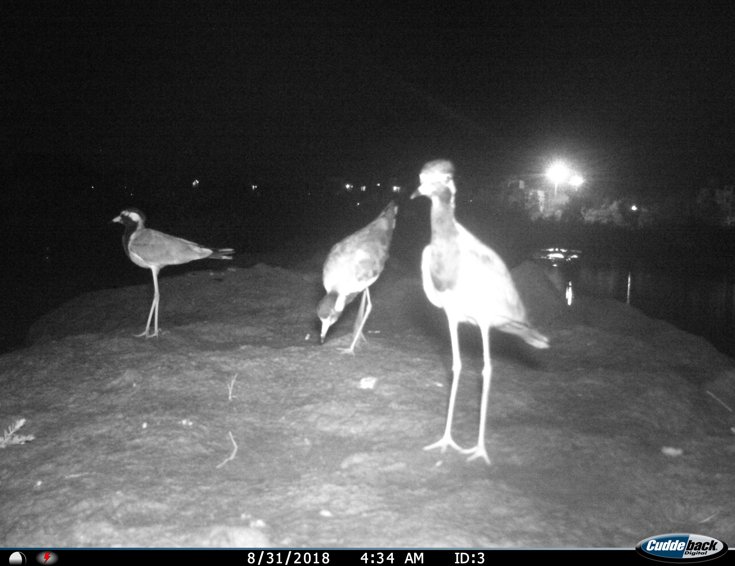 Camera Trapping in Dheerpur Wetland Project Site