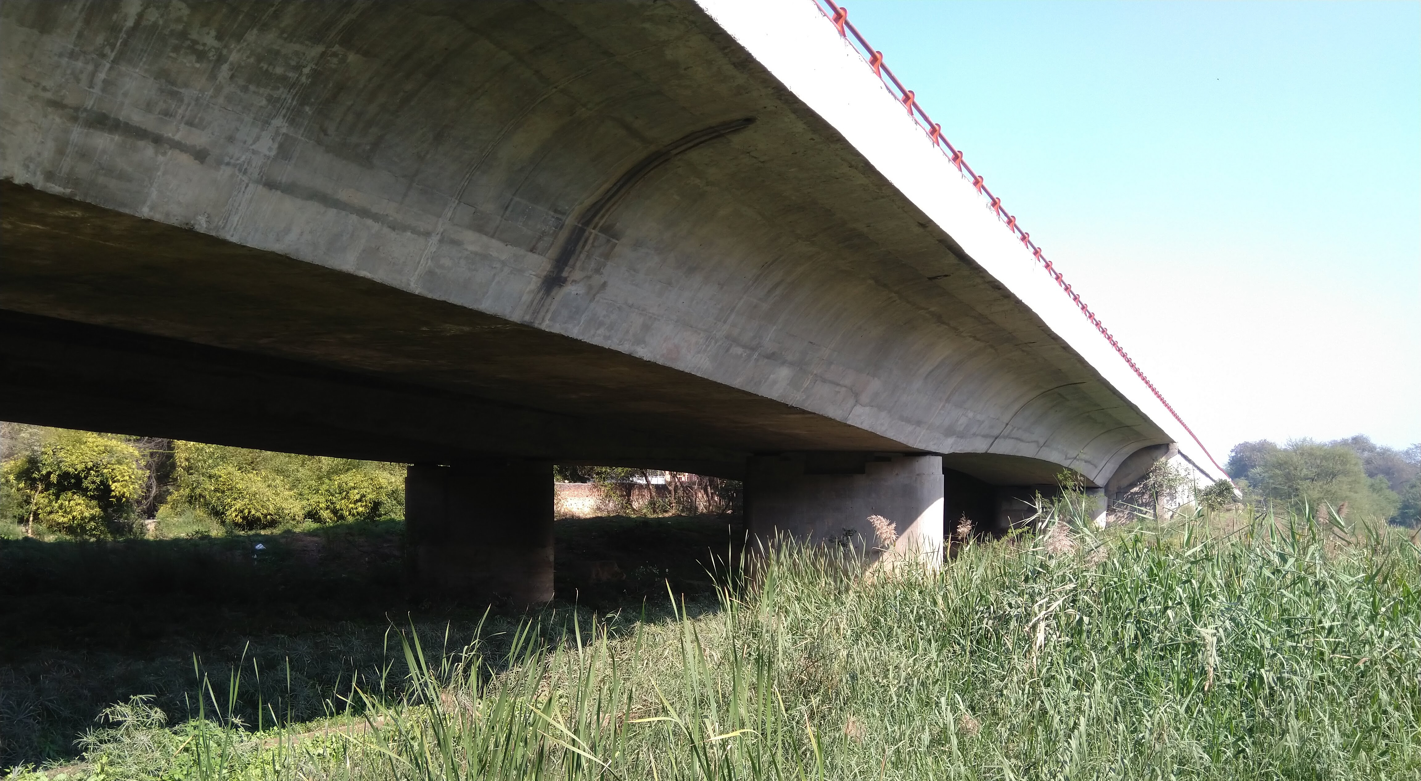 Life in the Fastlane: Roadkill in the Anthropocene