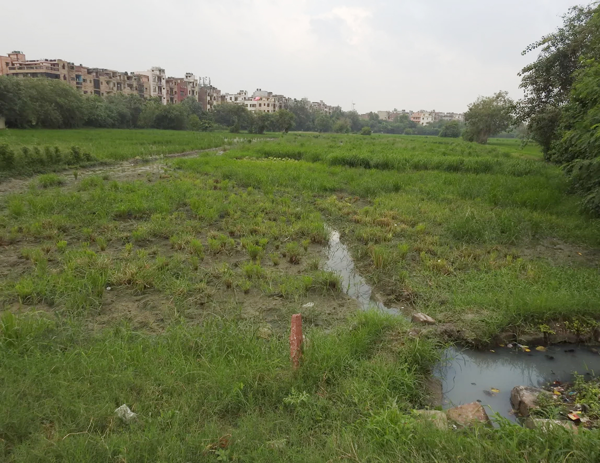 Threatened Wetland Ecology: Impact of Over-fertilization and Non-point Sources