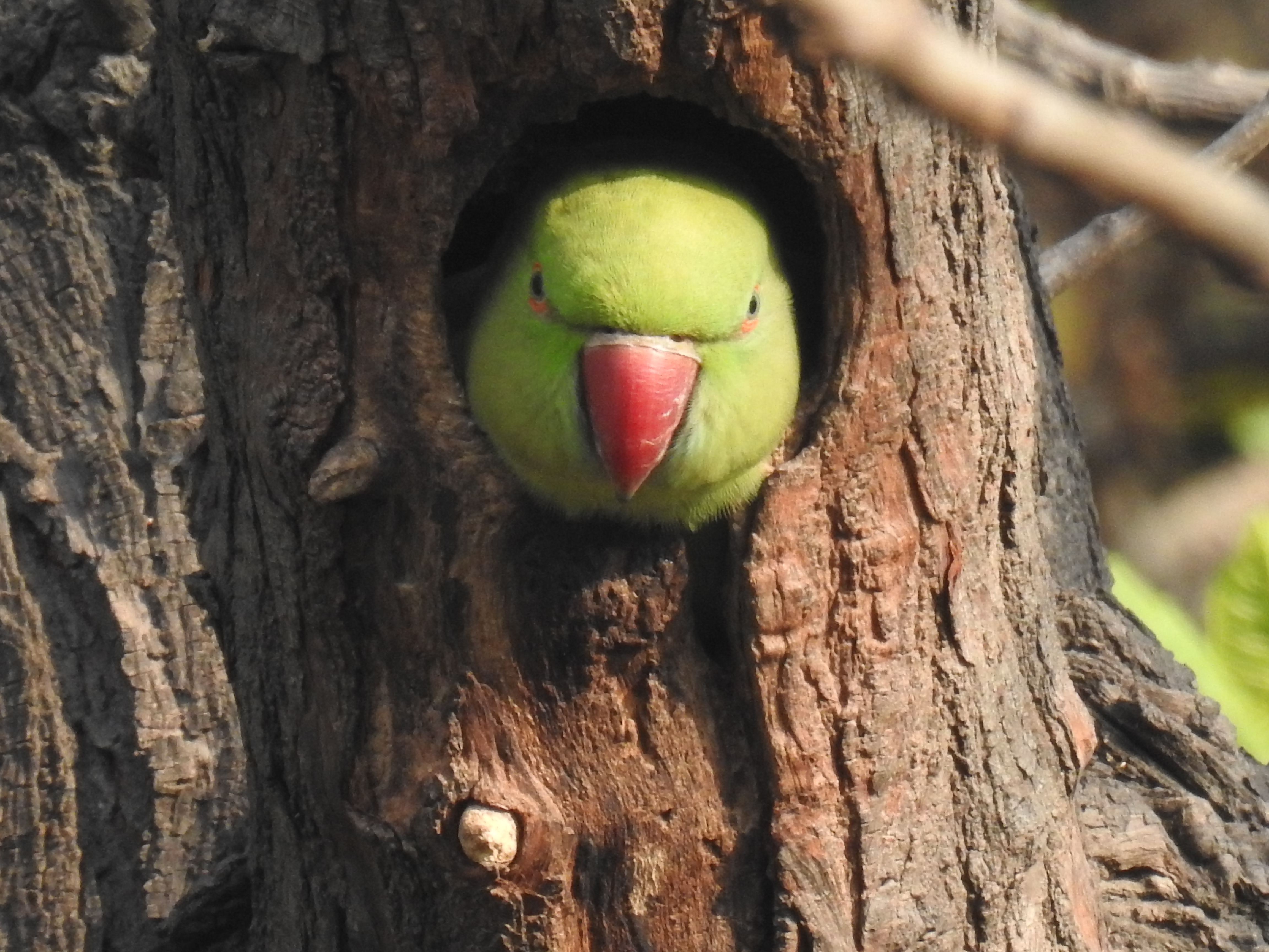 Campus Bird Count 2017