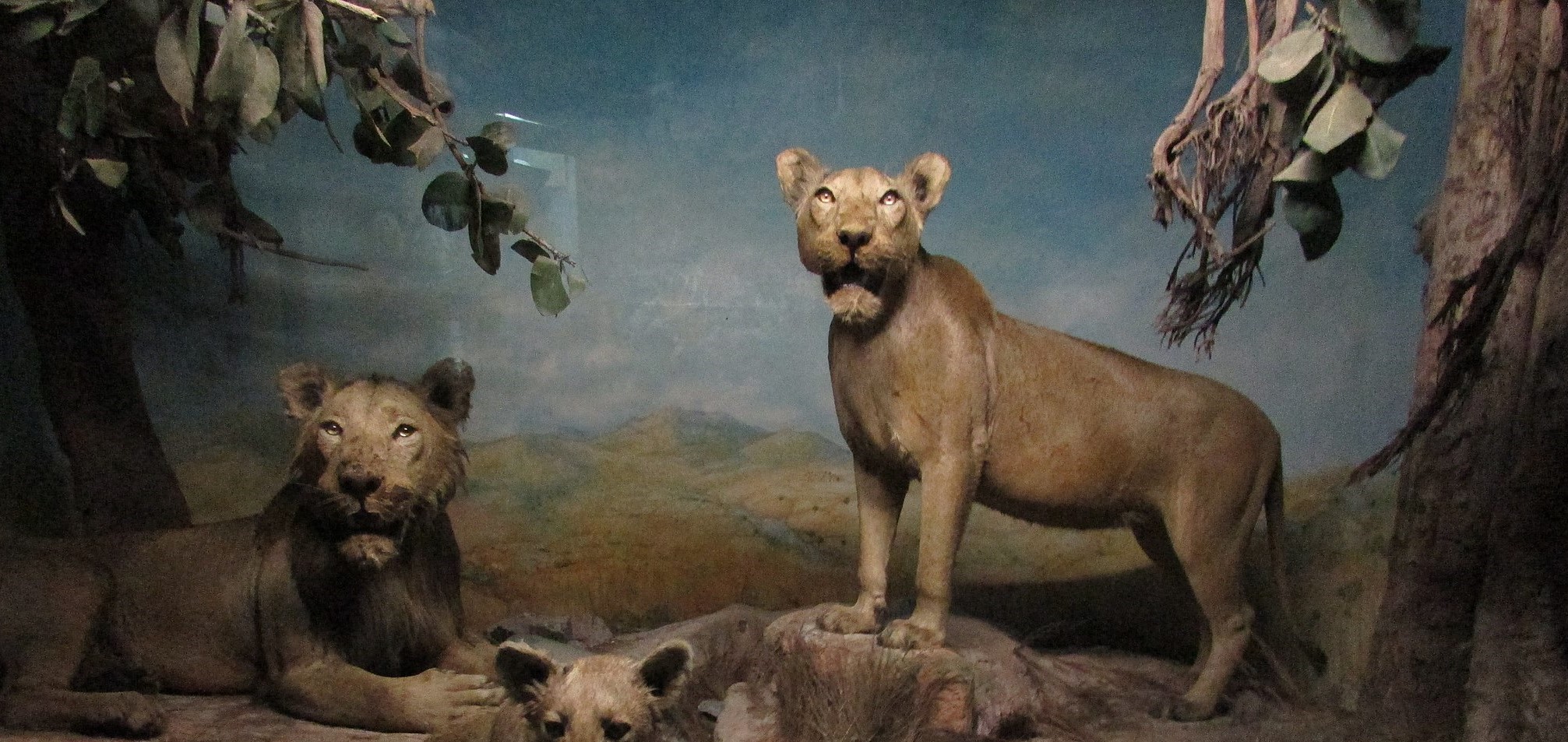 The Geographies of Animal Display