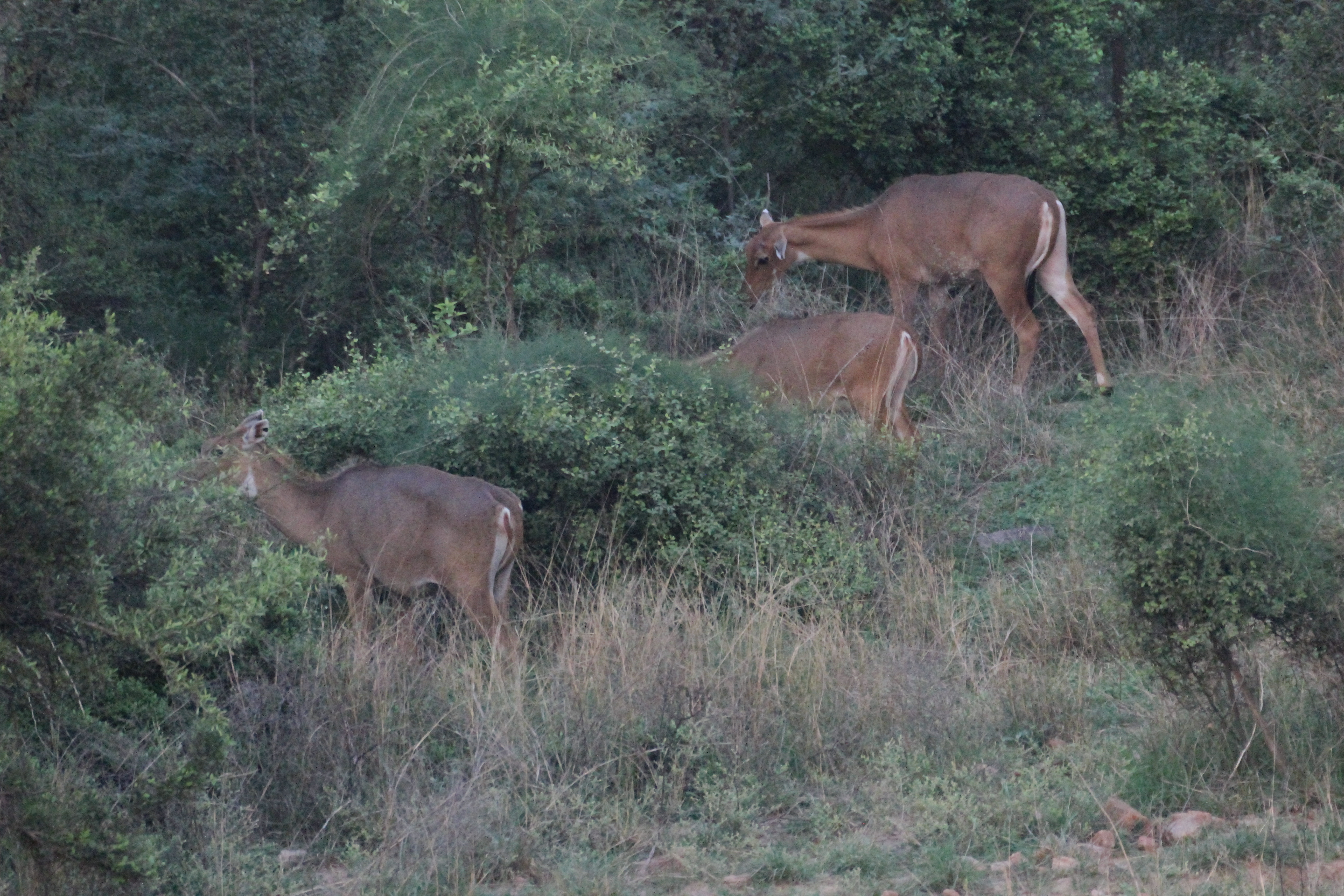 Fauna in the City – Part II