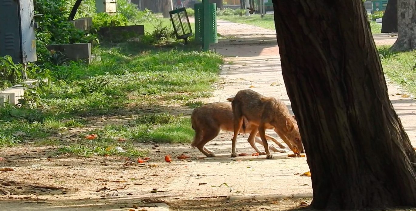Unique Disposition of Urban Wildlife