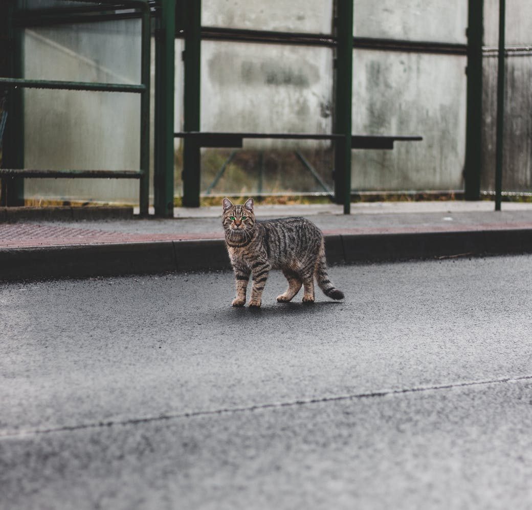 Animal Movement and Human Response Amidst the Lockdown
