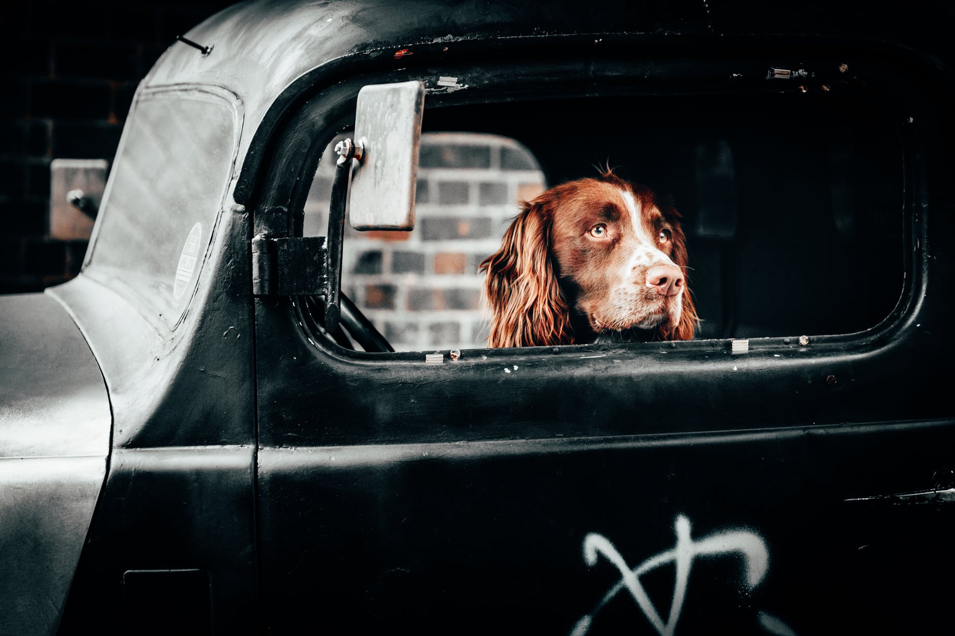 Animal Capital in the Automobile Industry