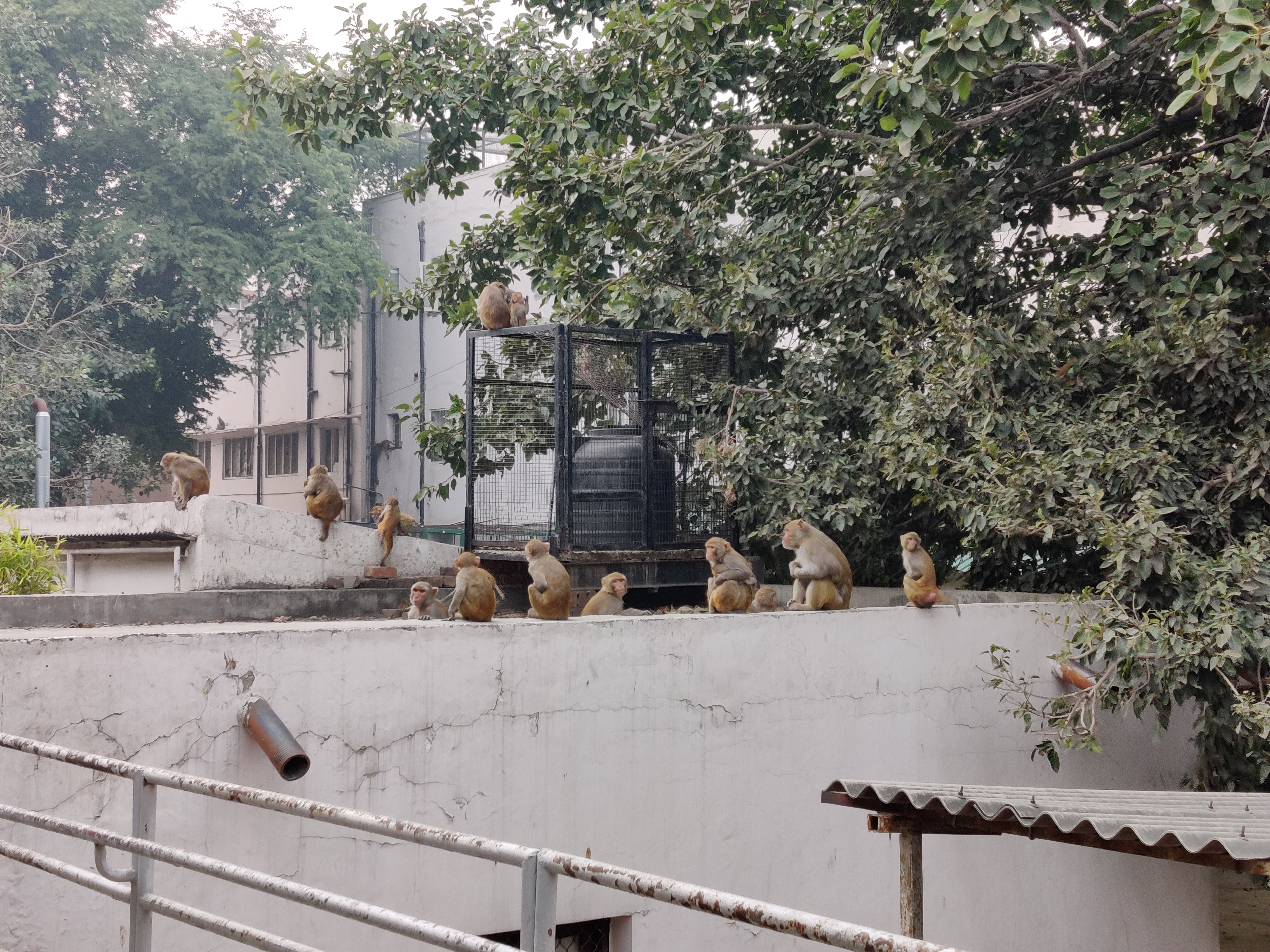 Monkey Business: Gaining Access and Rights to the City