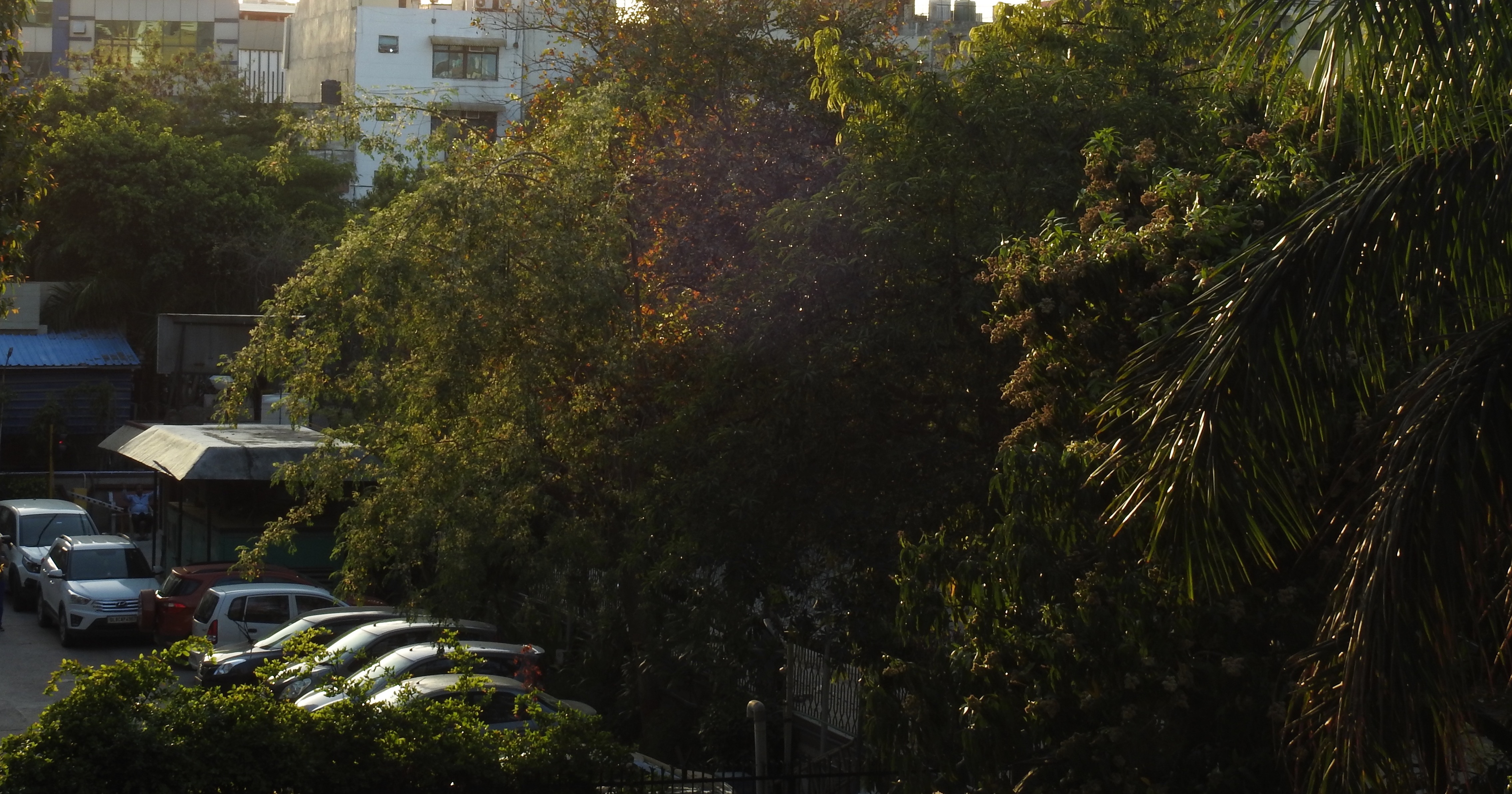 Birding from my Balcony