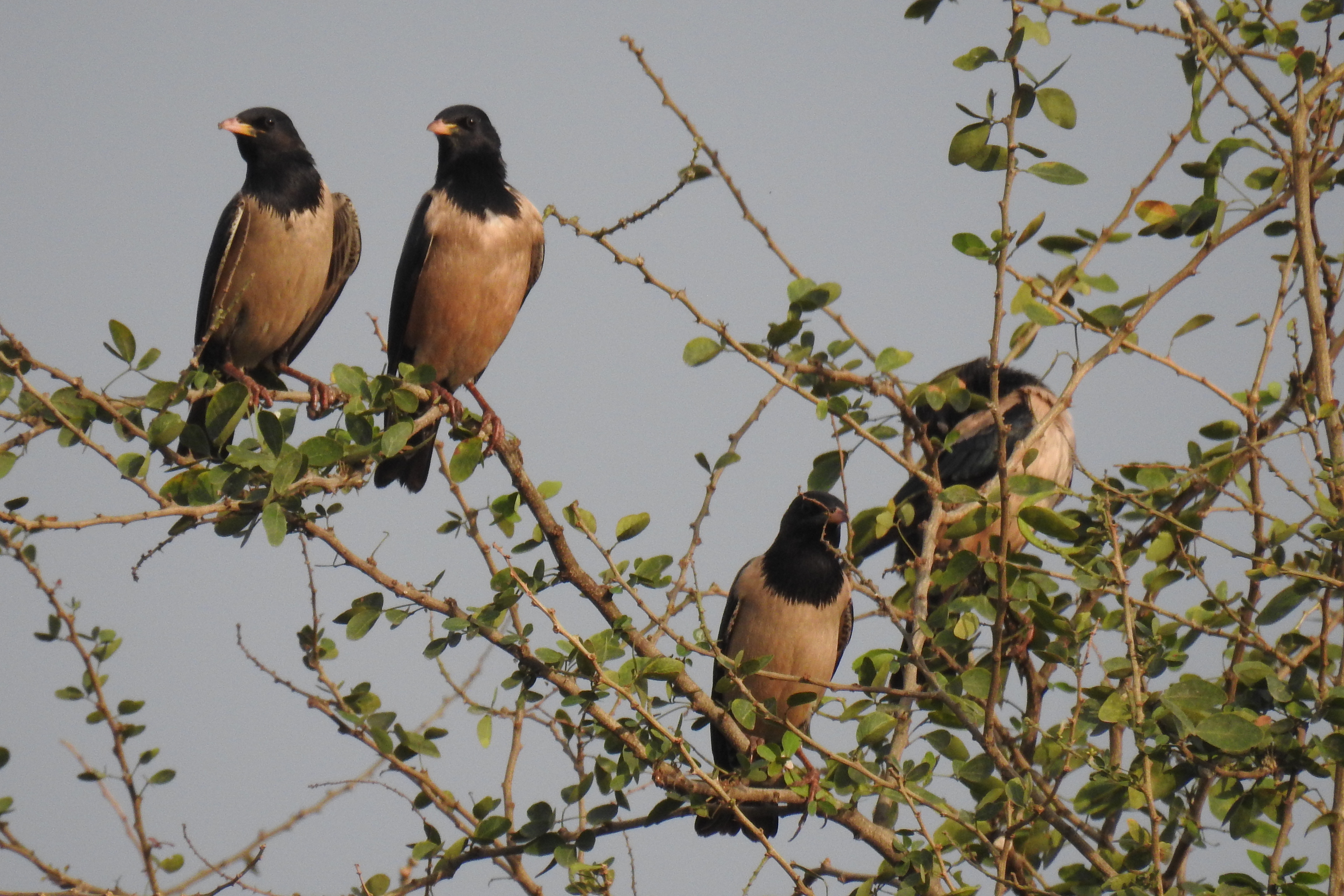IUCN’s Bird Species of Least Concern, A Matter of Concern in the City
