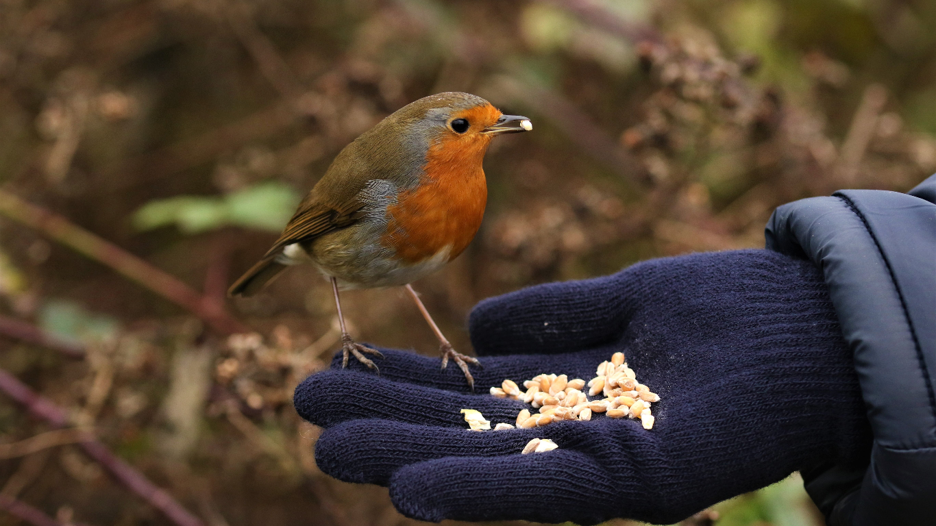 Human-generated Food and Urban Wildlife