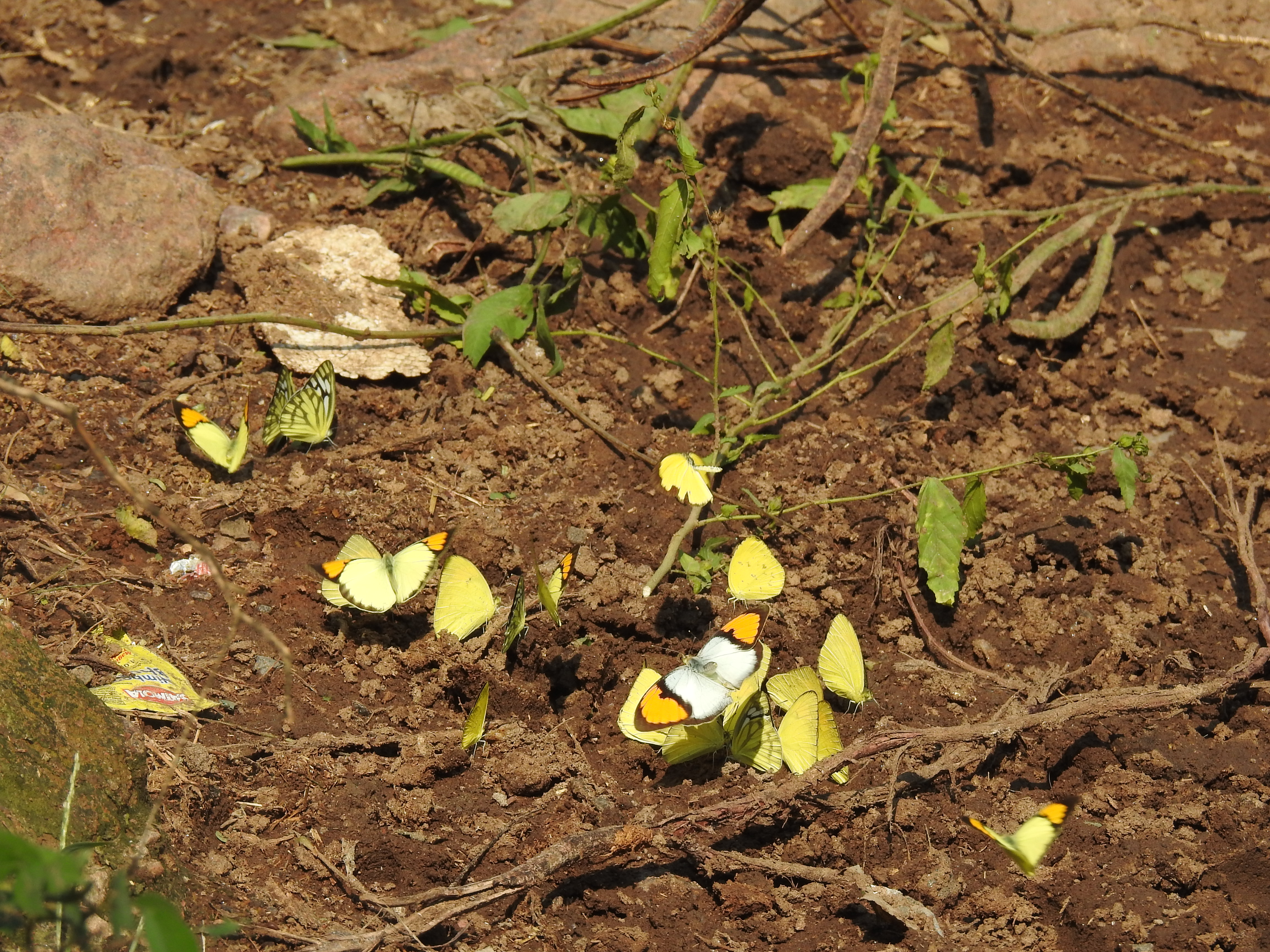 Butterflies in the city of Delhi