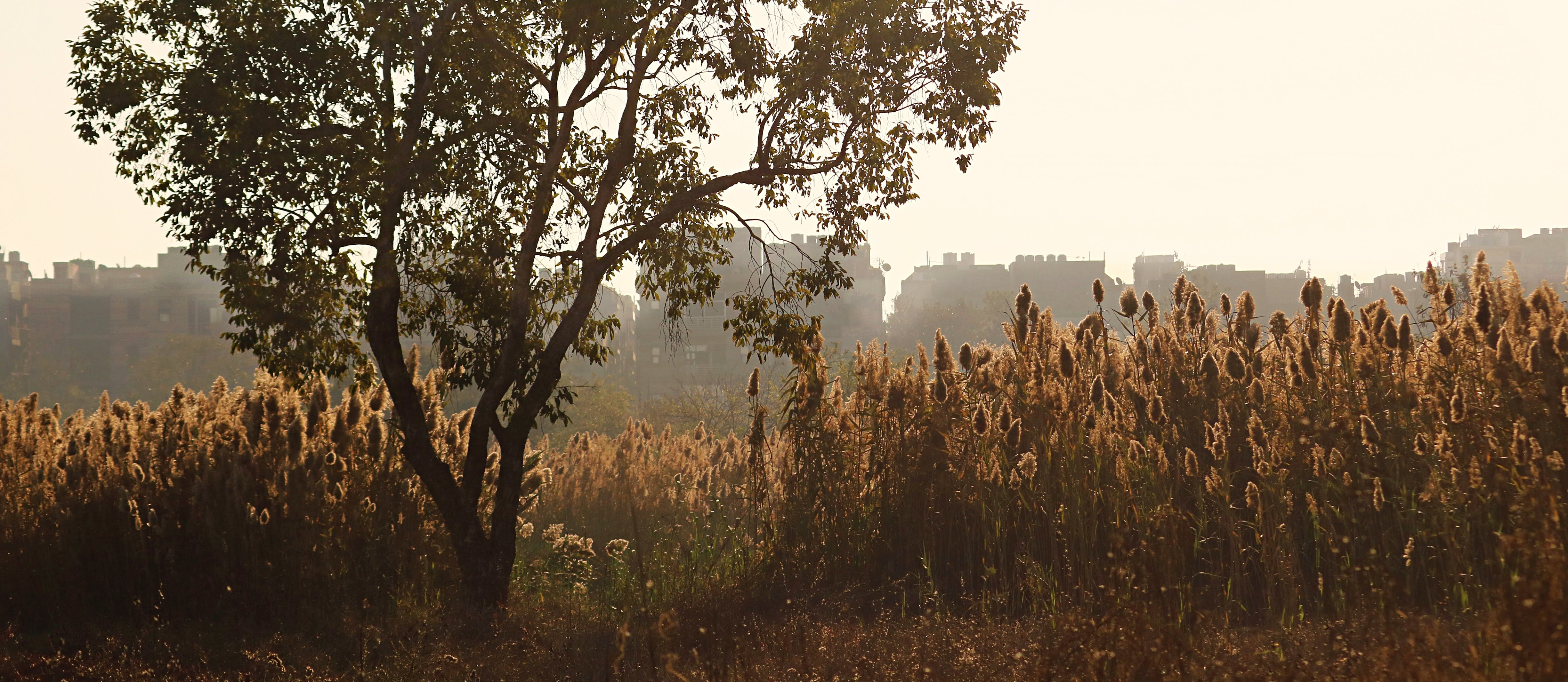 A Brief on Control and Management  of Invasive Phragmites for Wetland Restoration