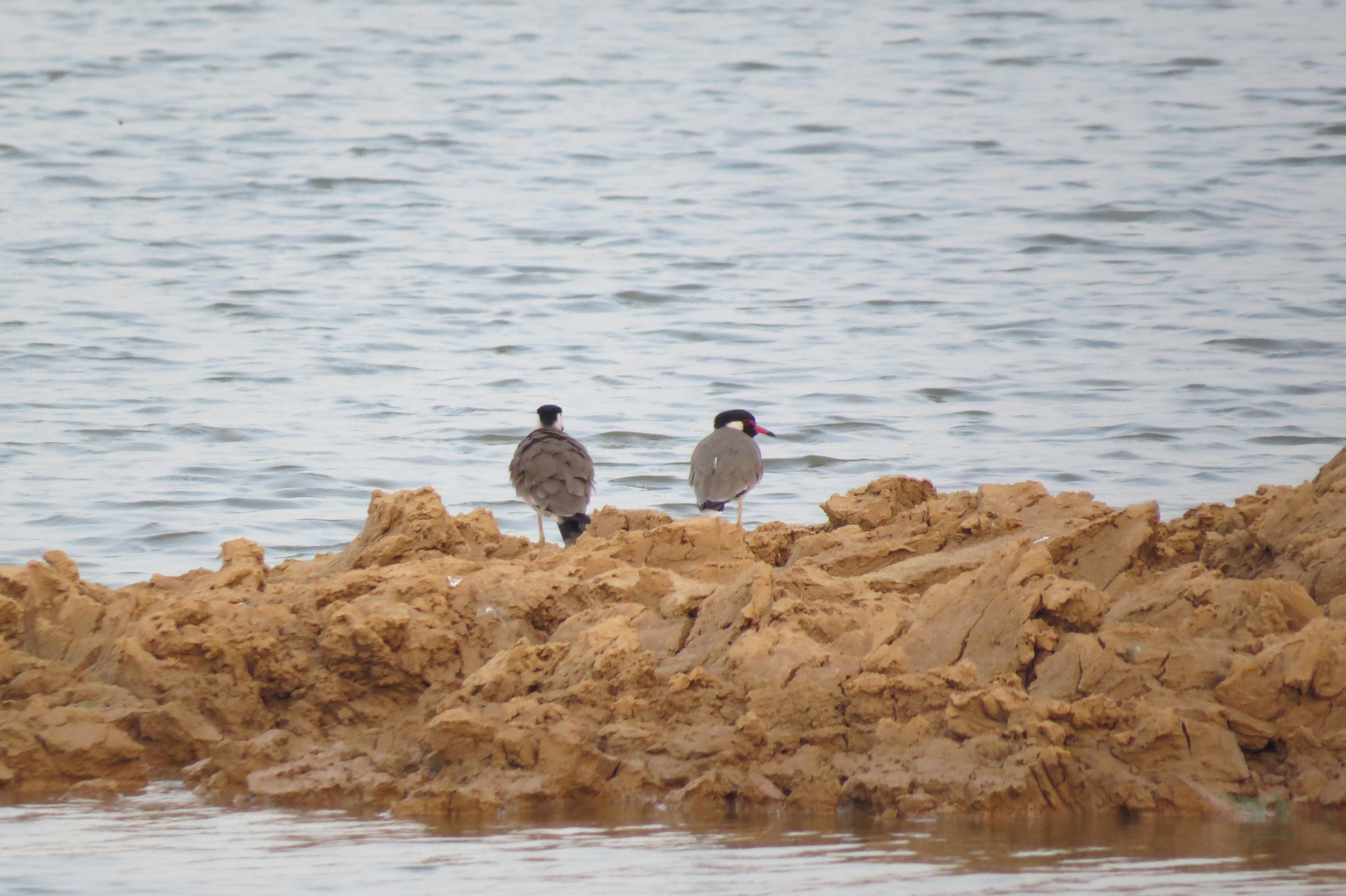 Urban Wetland and its Importance
