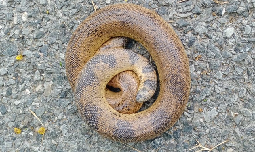 Snakes in the City