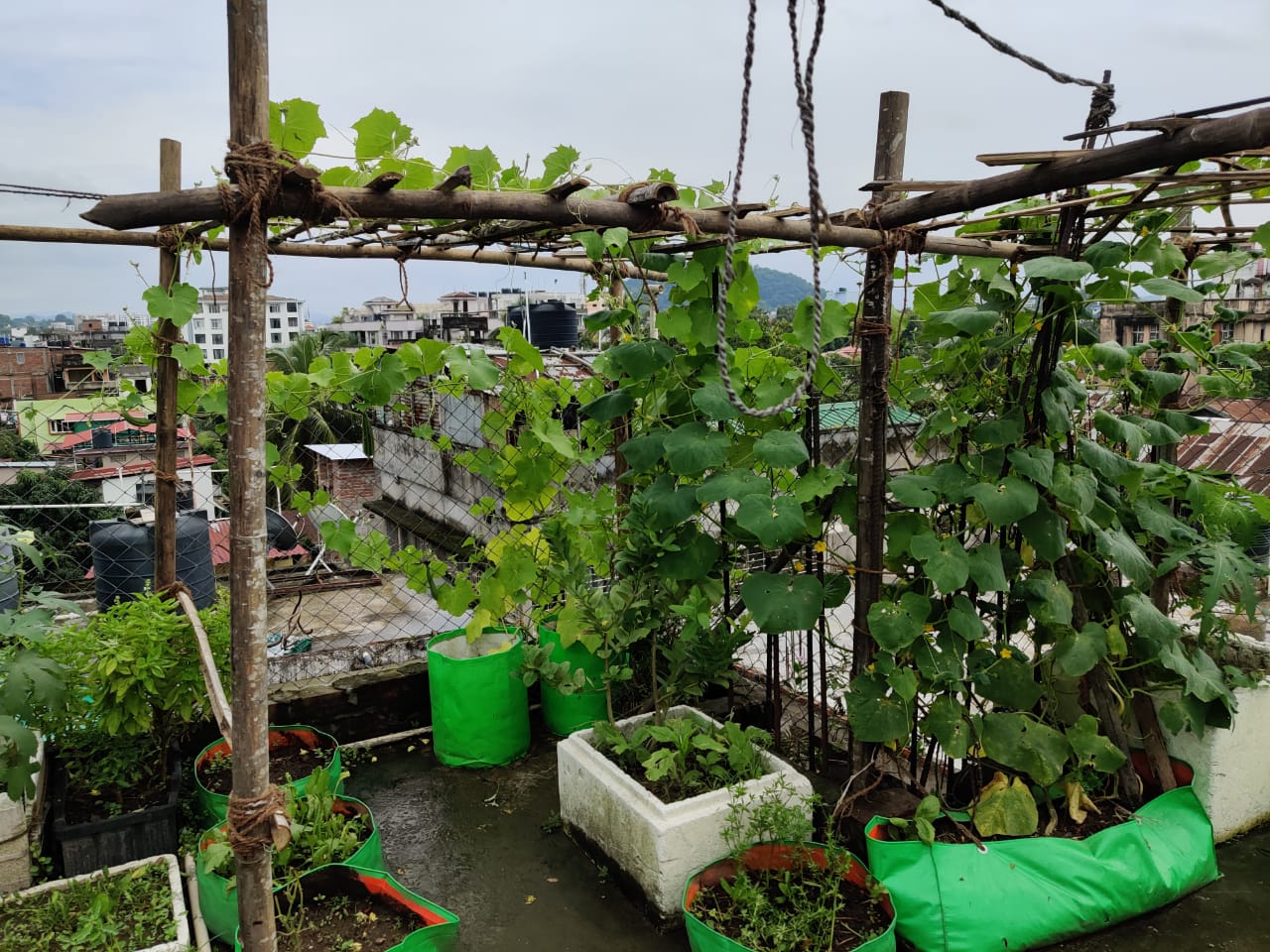 Harvest of the Pandemic