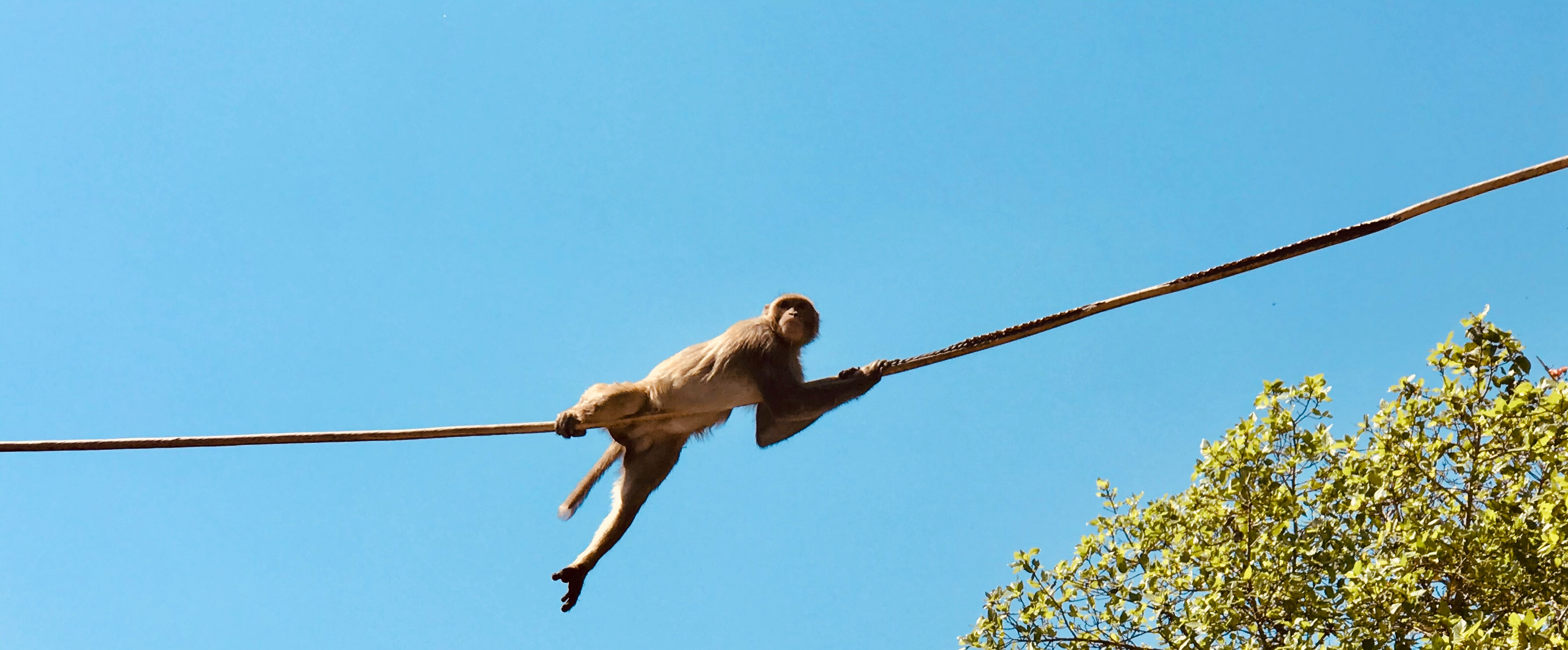 Out of Place and Out of Space – Translocation and the Urban Monkey