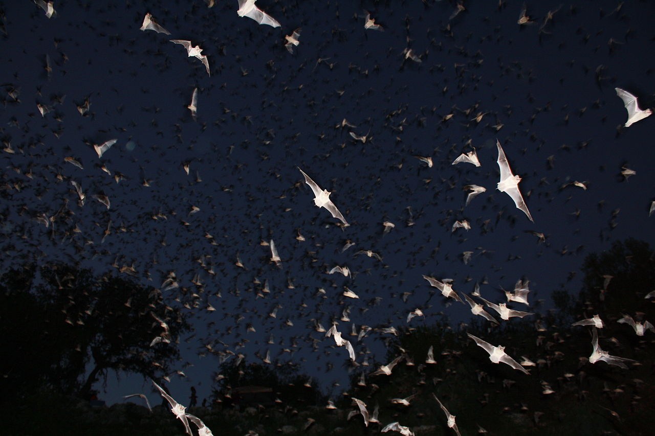 Battered Bats