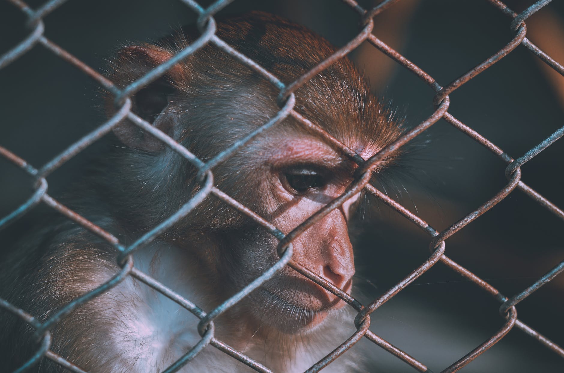 The Case Against Animal Rights