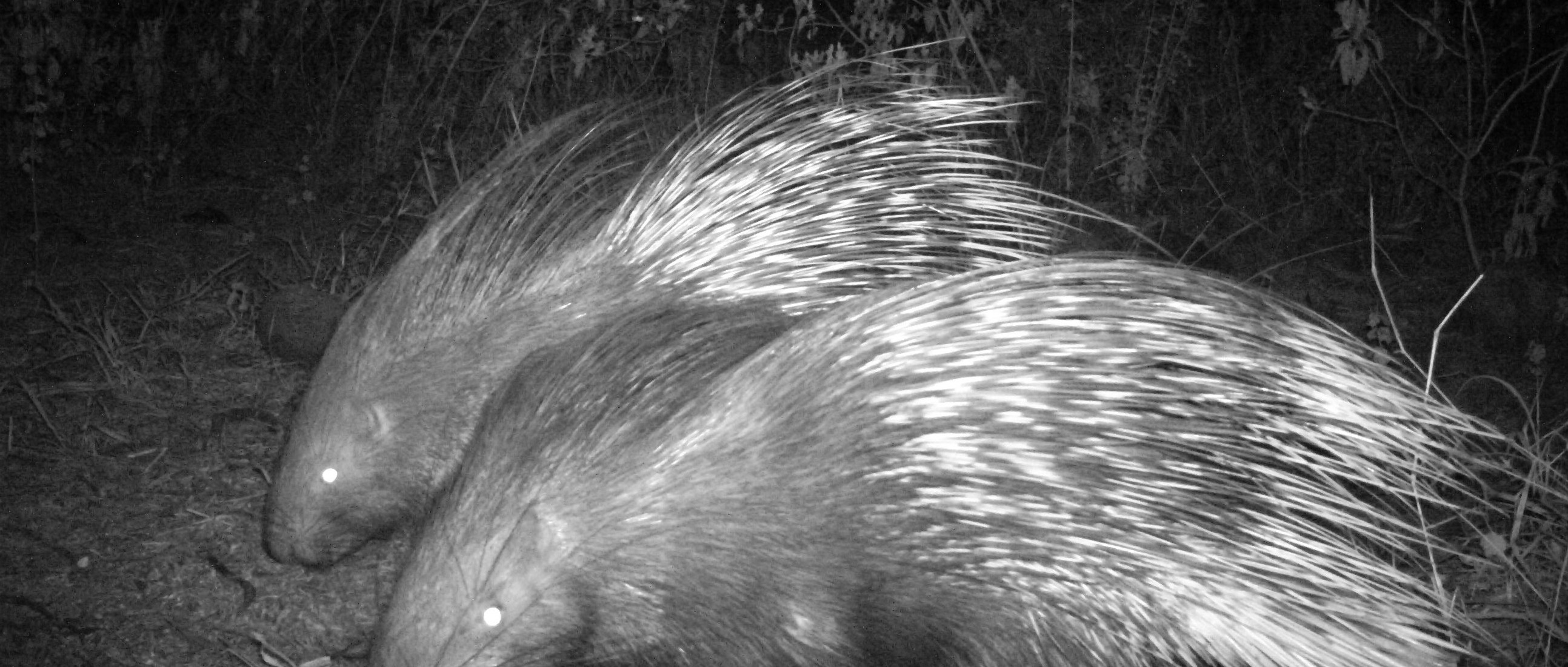 Fauna in the City – Part I