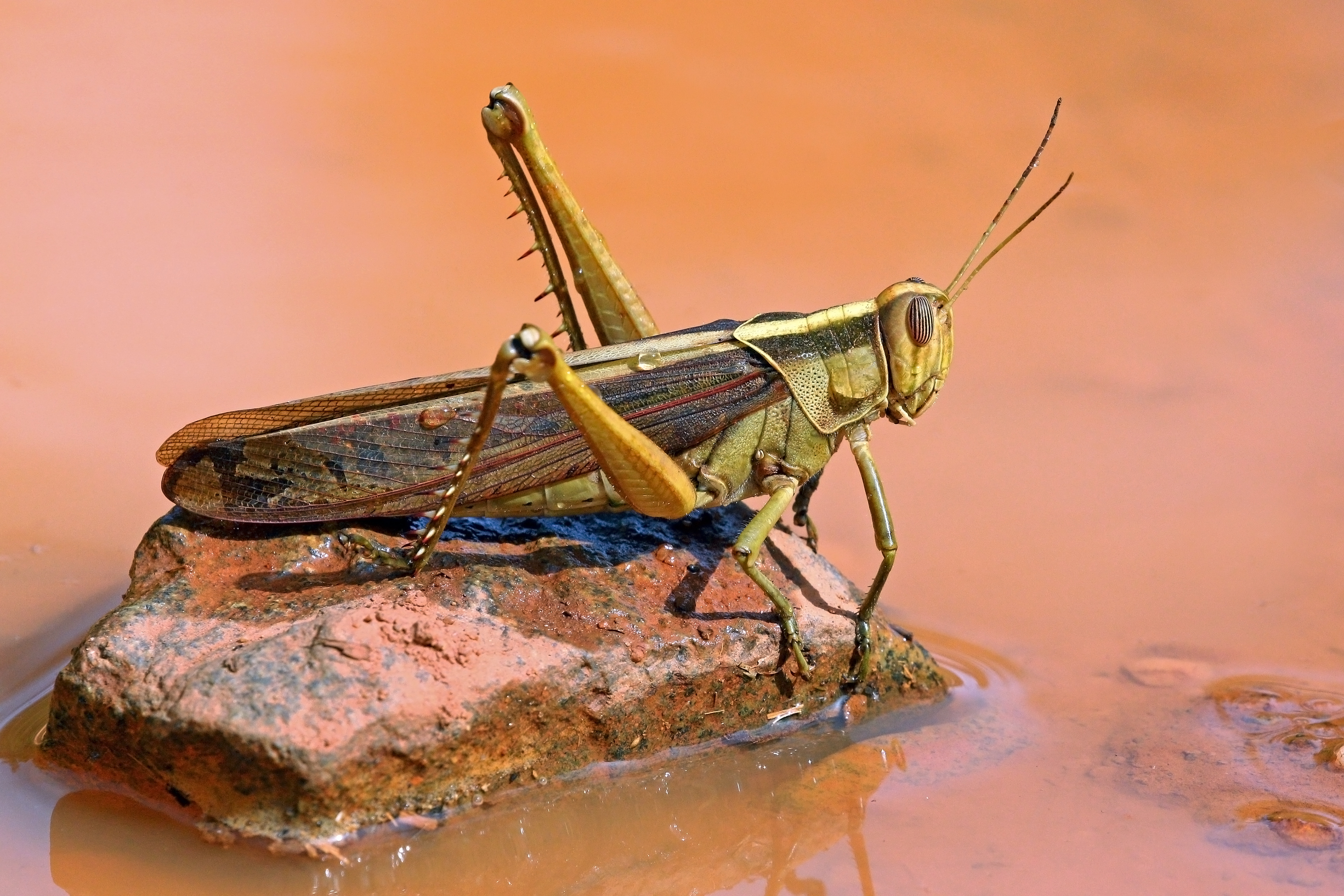 Locust In The City