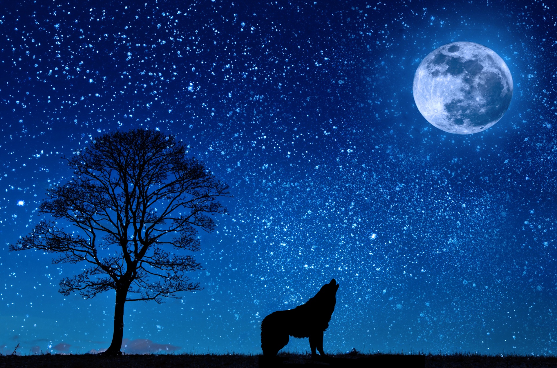 Nocturnal City