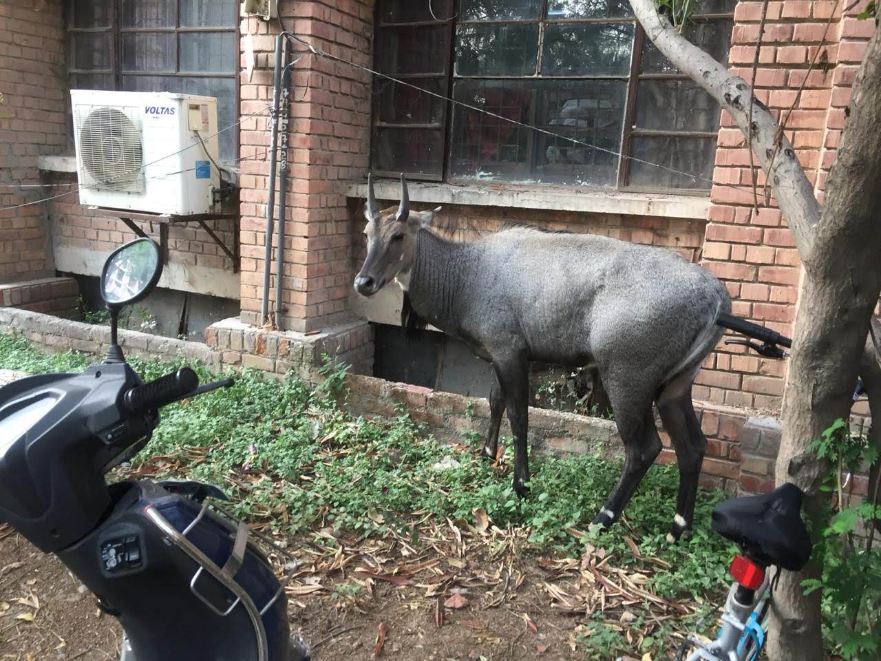 Exploring the Behaviour of Urban Wildlife