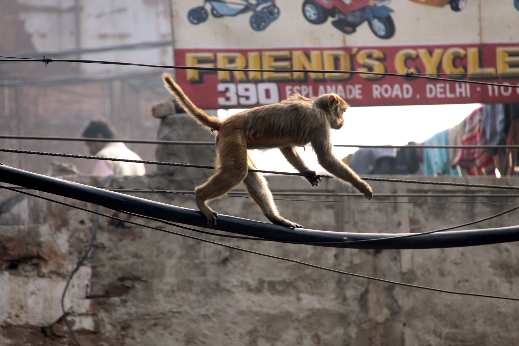 More-than-human Cities: On Urban Design and Nonhuman Agency