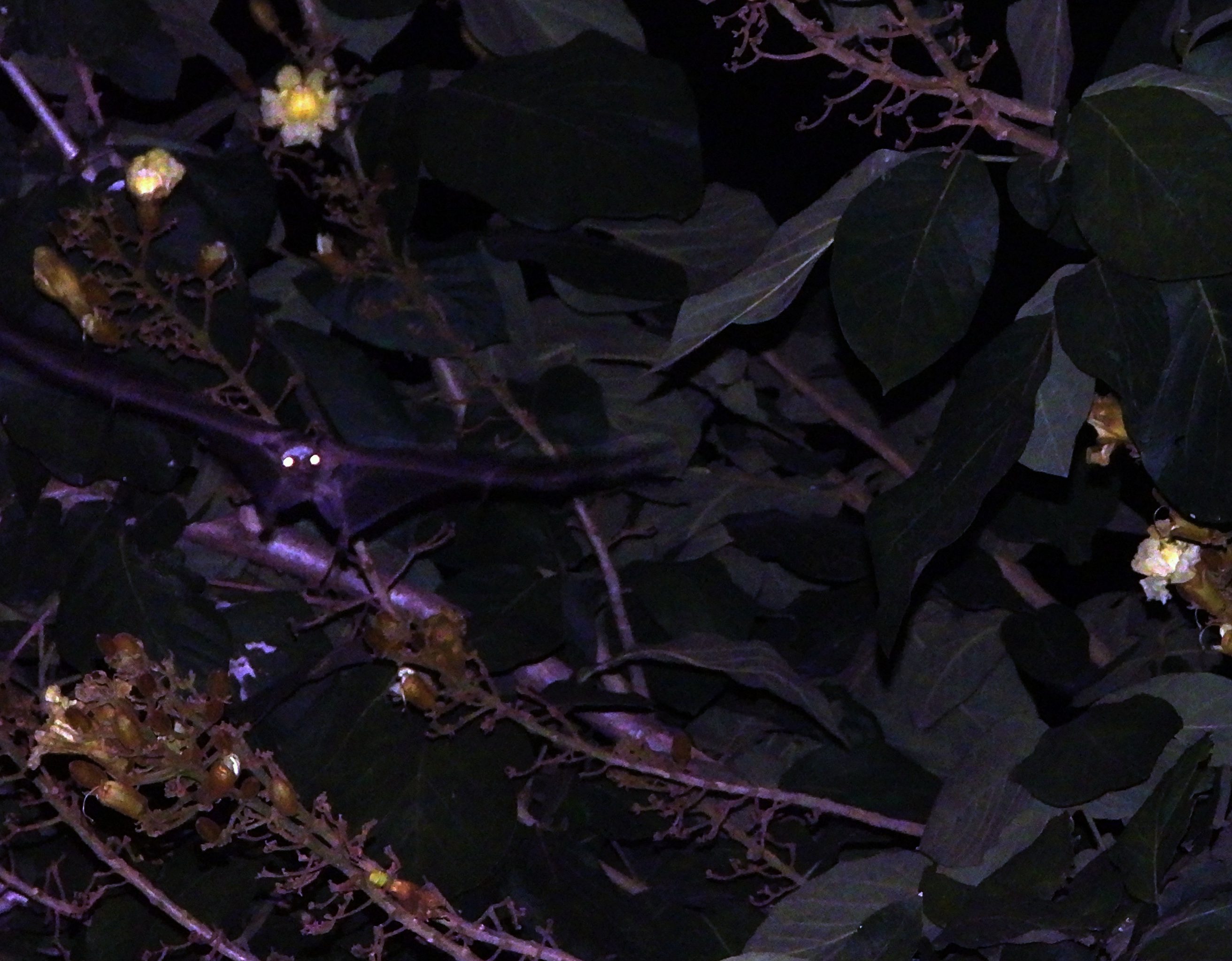 Bats: The Night Workers