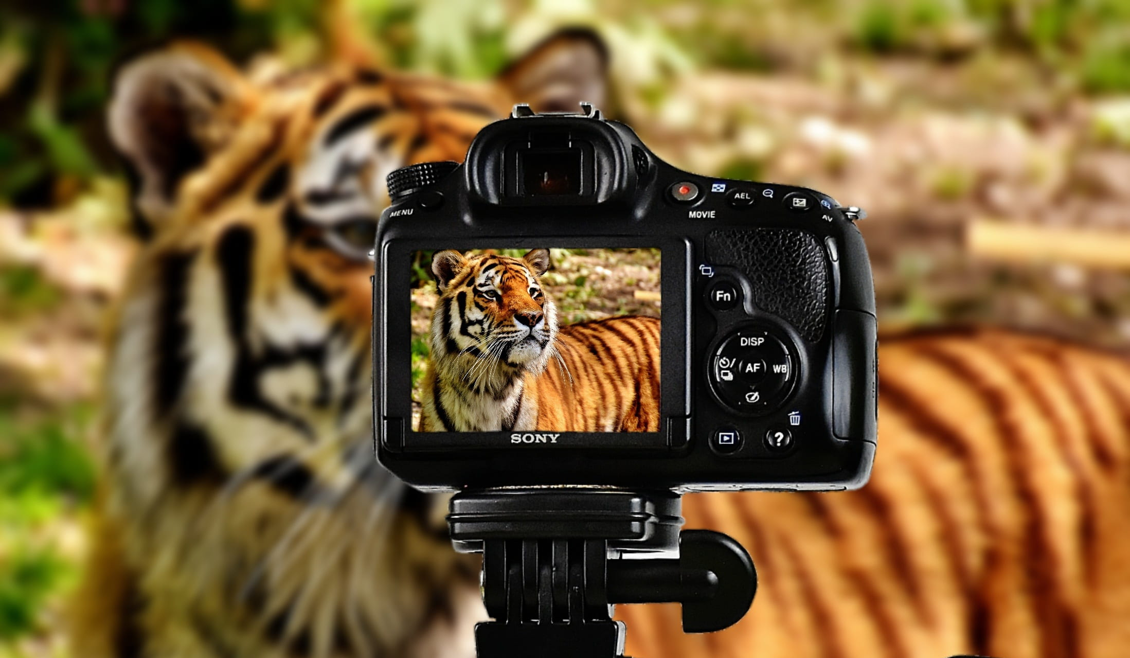 Animals in Eco-tainment