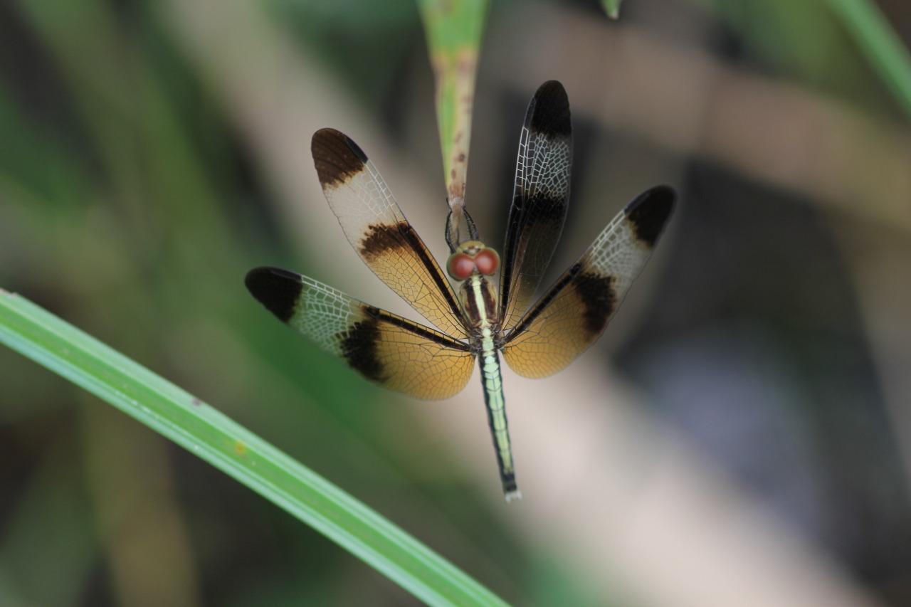 Beautiful Dragonflies of the Not-so-Beautiful City