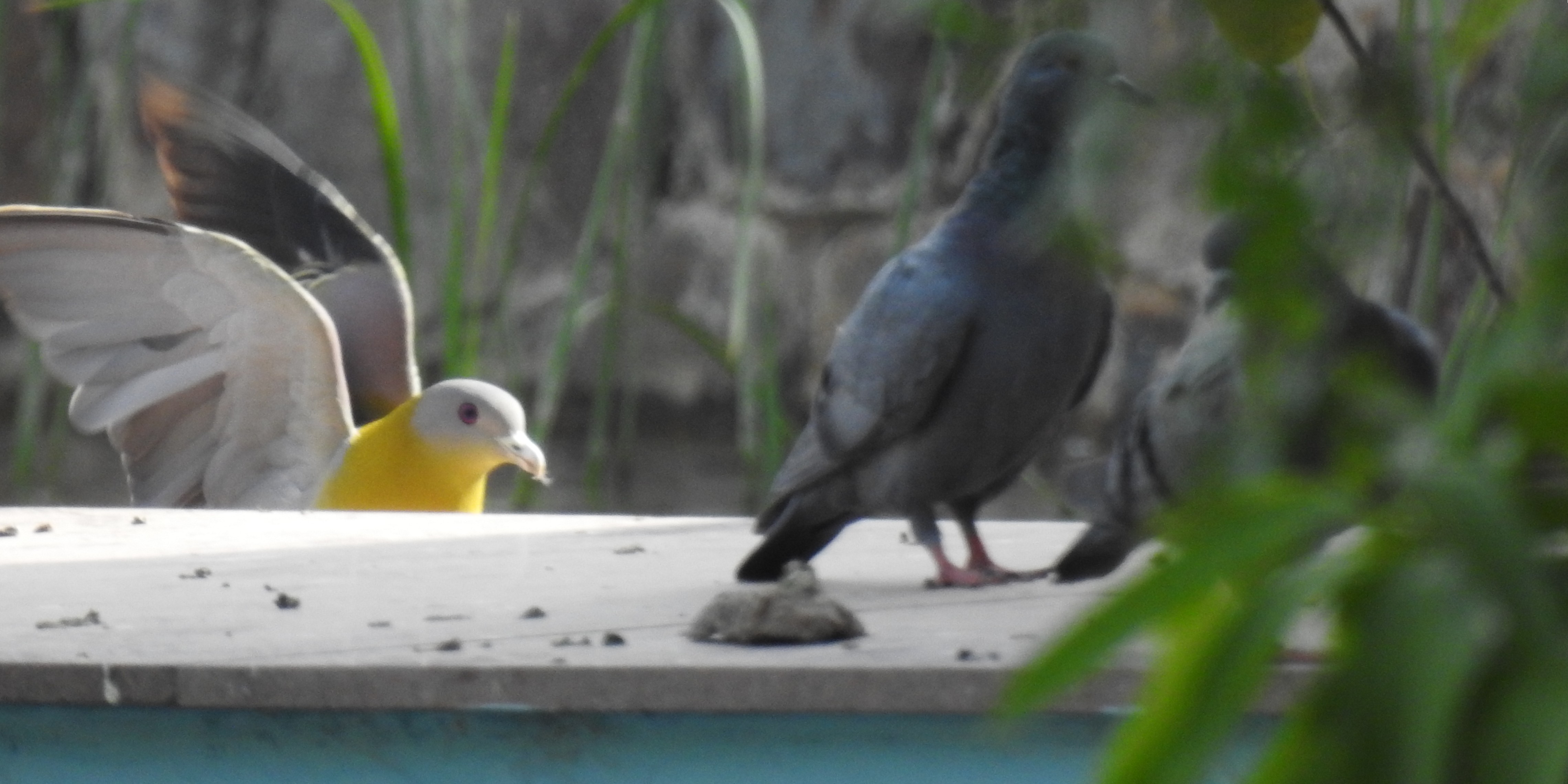 Small Parks, Big Stories: Tracking Birds in Parks