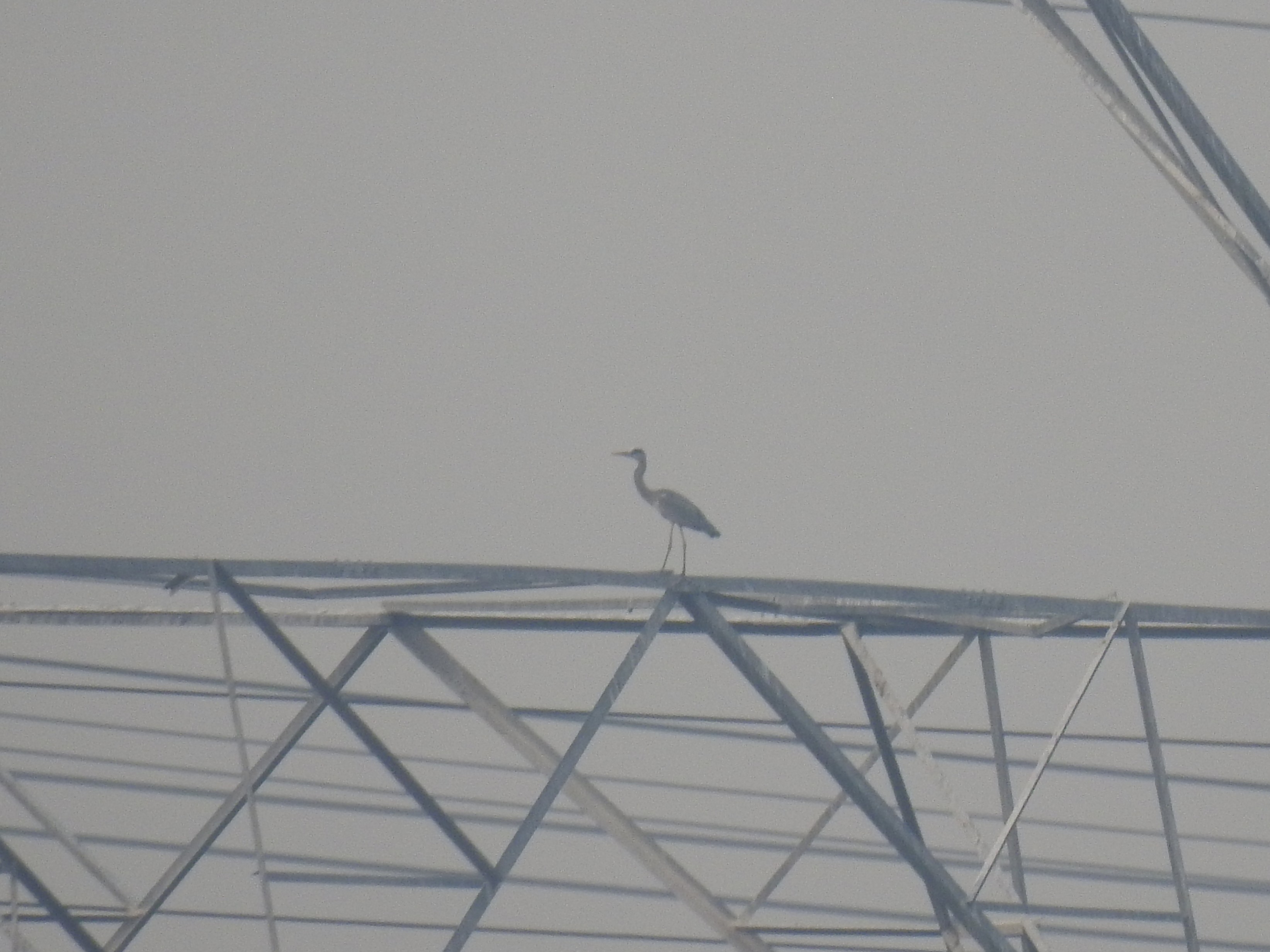 Darwin Comes to Town: How the Urban Jungle Drives Evolution. Menno Schilthuizen (2018).